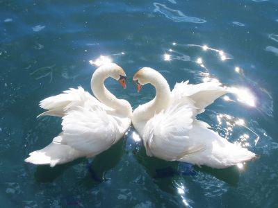 deux  jolies  cygnes  en forme  de  coeur
